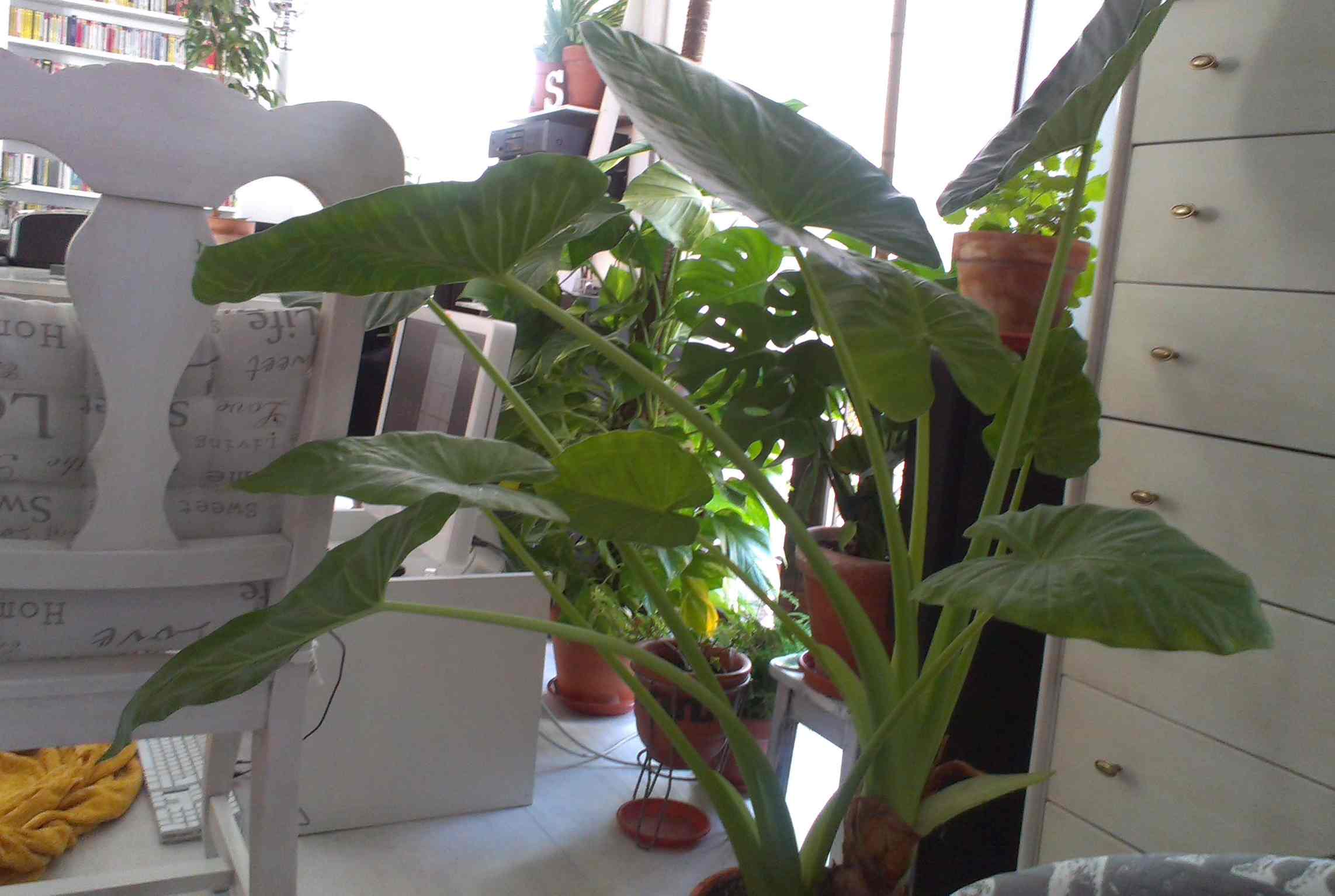 [Foto de planta, jardin, jardineria]