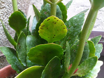 [Foto de planta, jardin, jardineria]