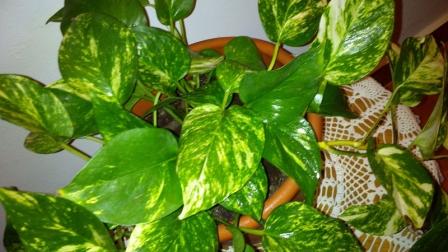 [Foto de planta, jardin, jardineria]