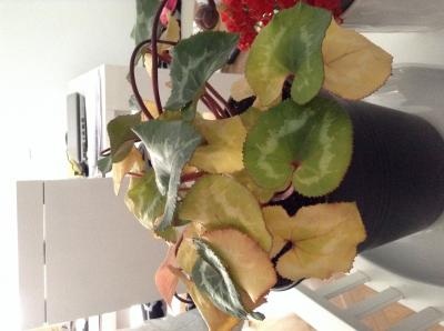 [Foto de planta, jardin, jardineria]