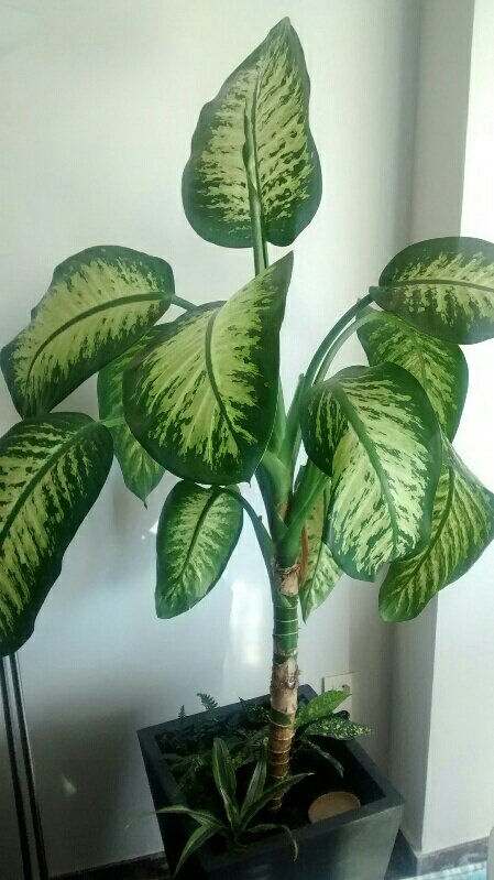 [Foto de planta, jardin, jardineria]