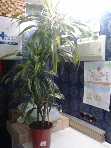 [Foto de planta, jardin, jardineria]