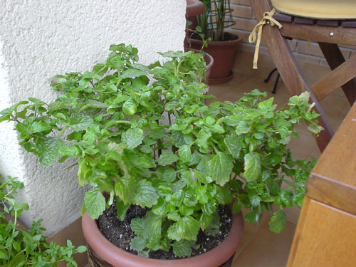 Planta del incienso (Plectranthus madagascariensis)