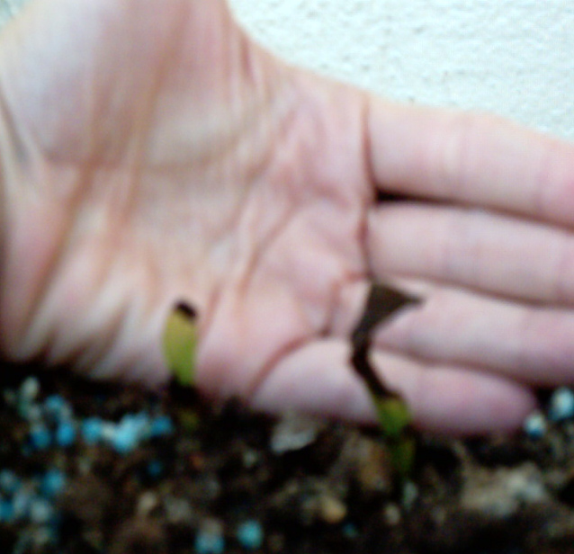 [Foto de planta, jardin, jardineria]