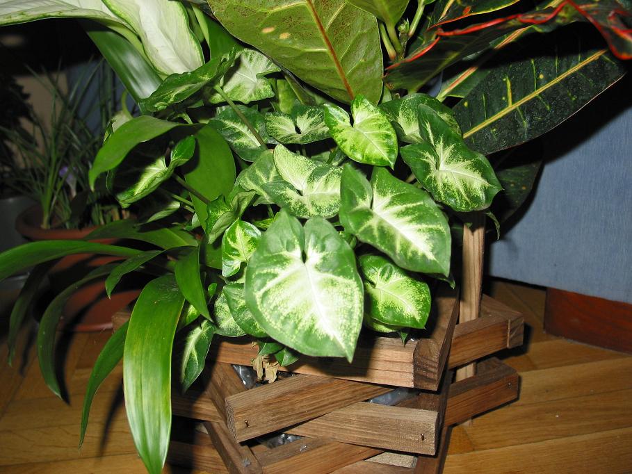 [Foto de planta, jardin, jardineria]