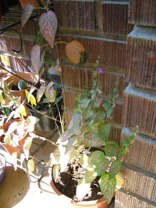 [Foto de planta, jardin, jardineria]