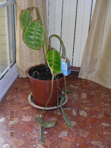 [Foto de planta, jardin, jardineria]