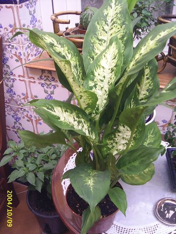 [Foto de planta, jardin, jardineria]