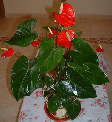 [Foto de planta, jardin, jardineria]
