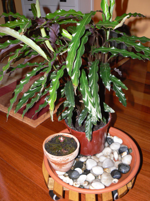 [Foto de planta, jardin, jardineria]