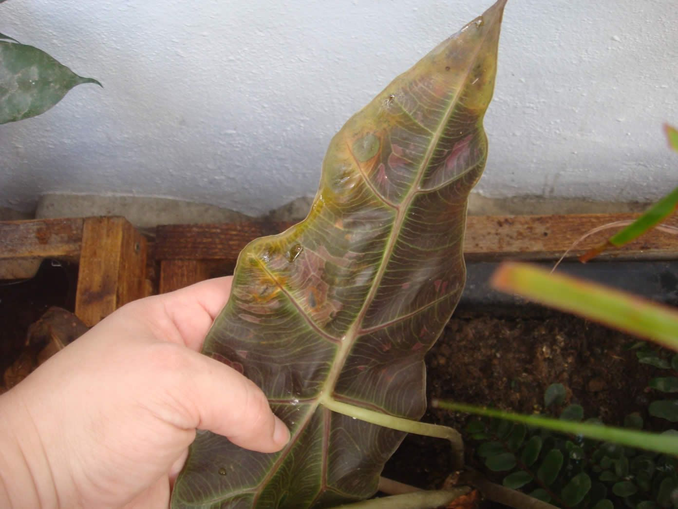 [Foto de planta, jardin, jardineria]