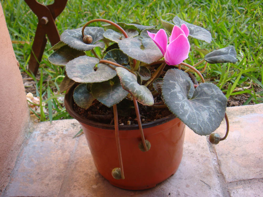 [Foto de planta, jardin, jardineria]