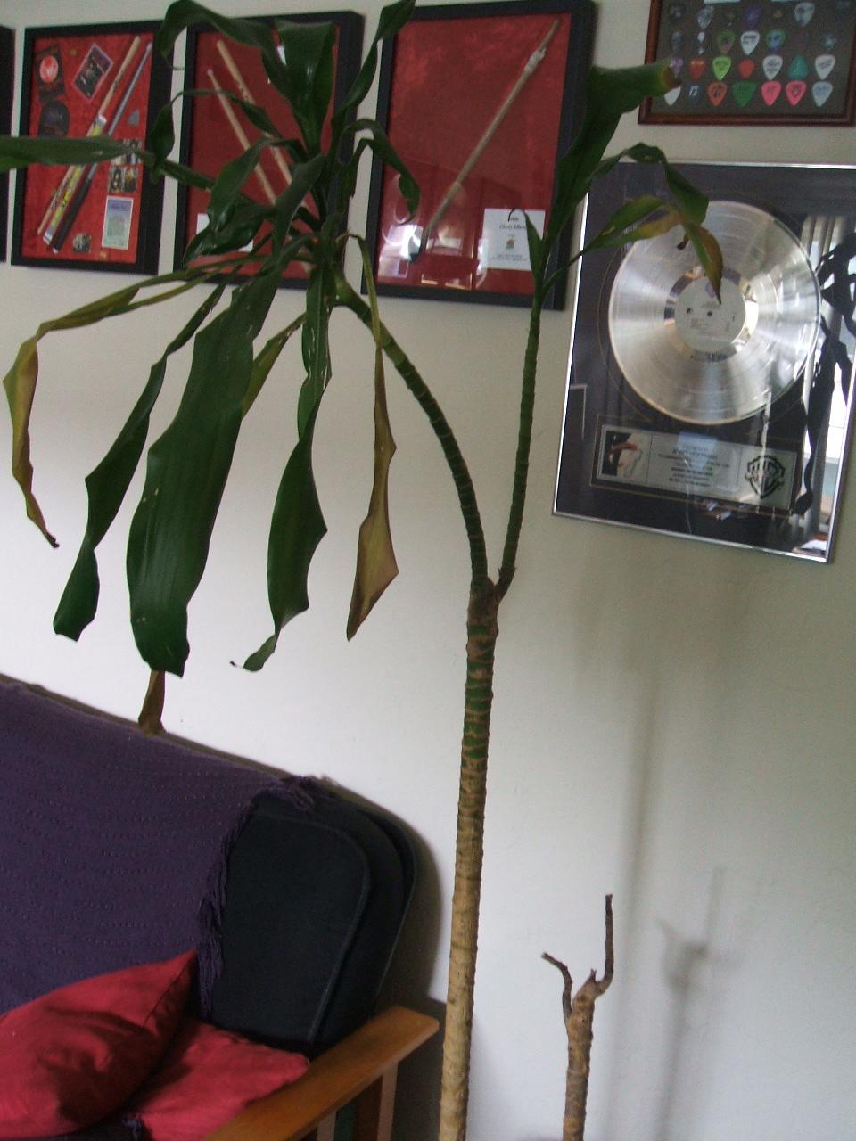 [Foto de planta, jardin, jardineria]