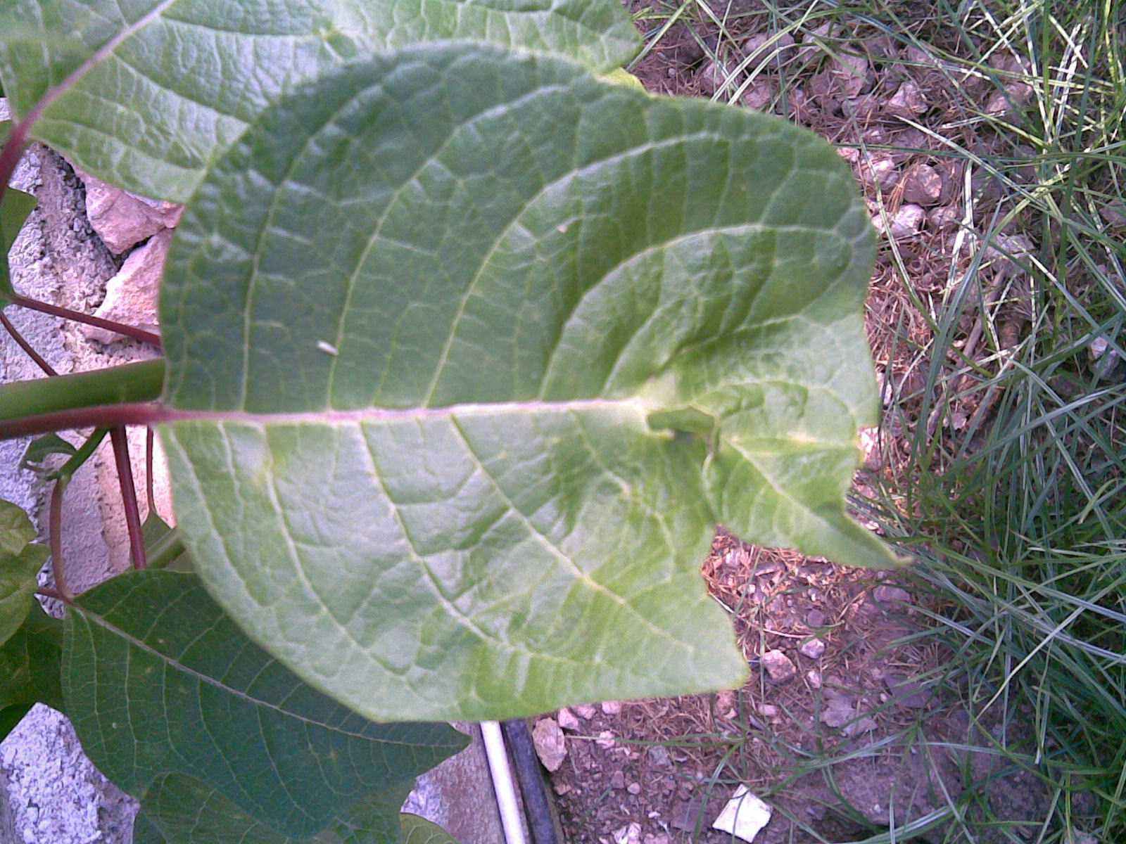 [Foto de planta, jardin, jardineria]