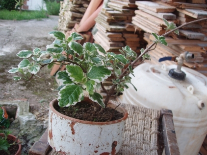 Planta del incienso (Plectranthus madagascariensis)