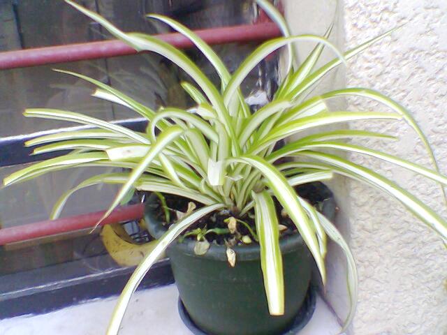 [Foto de planta, jardin, jardineria]