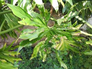 [Foto de planta, jardin, jardineria]