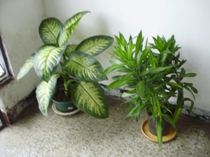 [Foto de planta, jardin, jardineria]