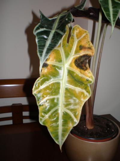 [Foto de planta, jardin, jardineria]