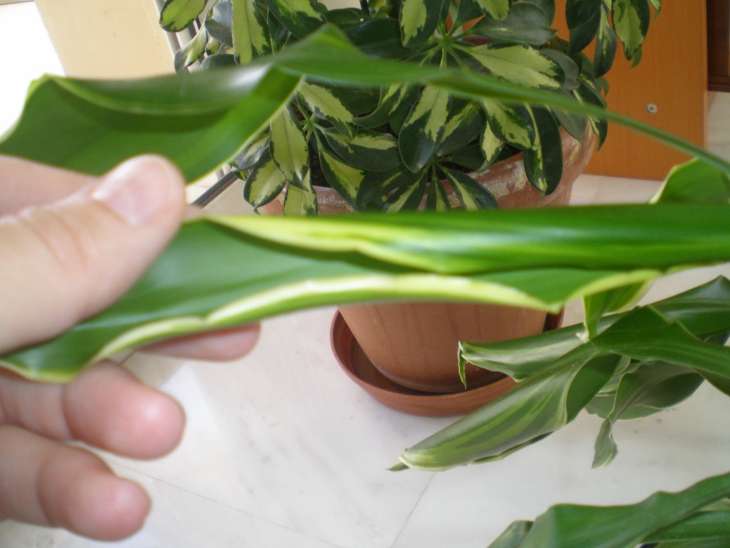 [Foto de planta, jardin, jardineria]