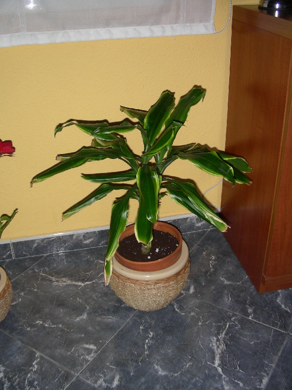 [Foto de planta, jardin, jardineria]