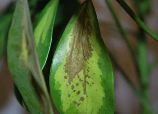 [Foto de planta, jardin, jardineria]