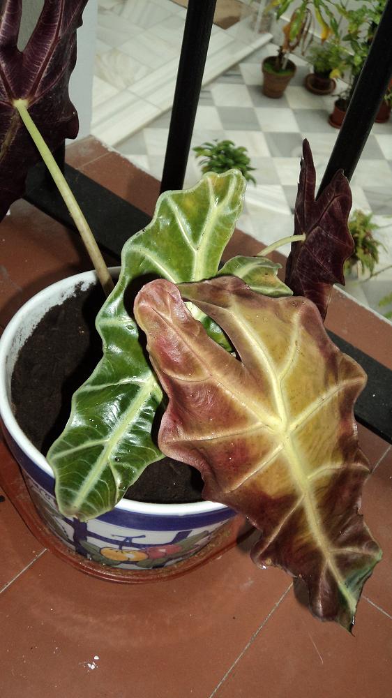 [Foto de planta, jardin, jardineria]