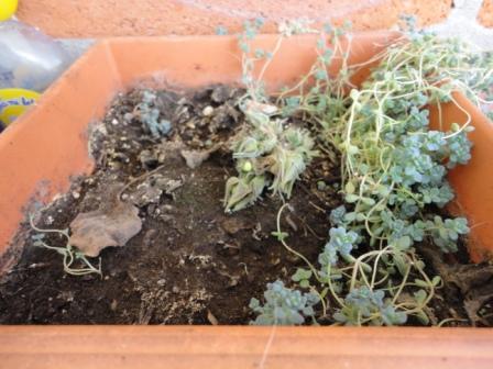 [Foto de planta, jardin, jardineria]