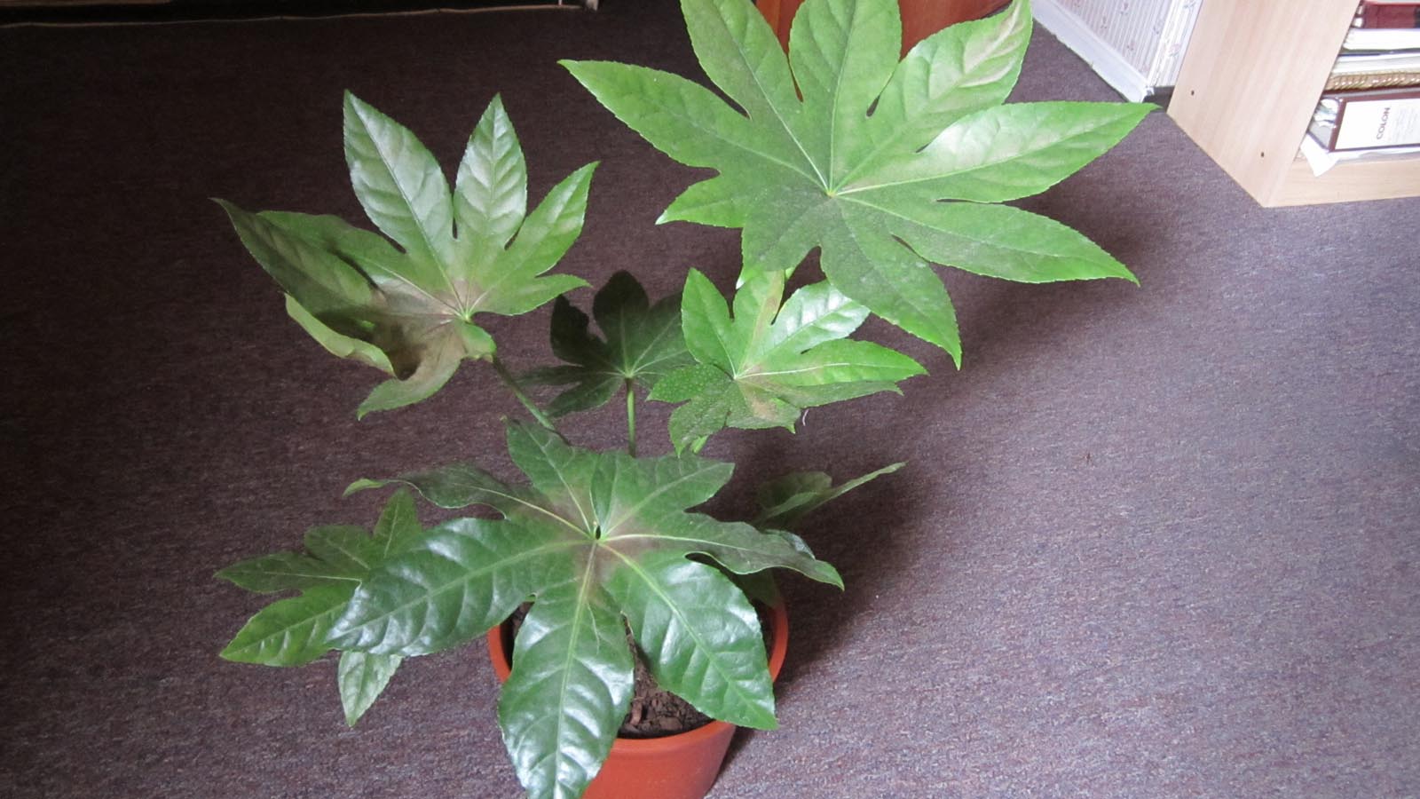 [Foto de planta, jardin, jardineria]