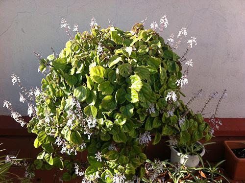 [Foto de planta, jardin, jardineria]