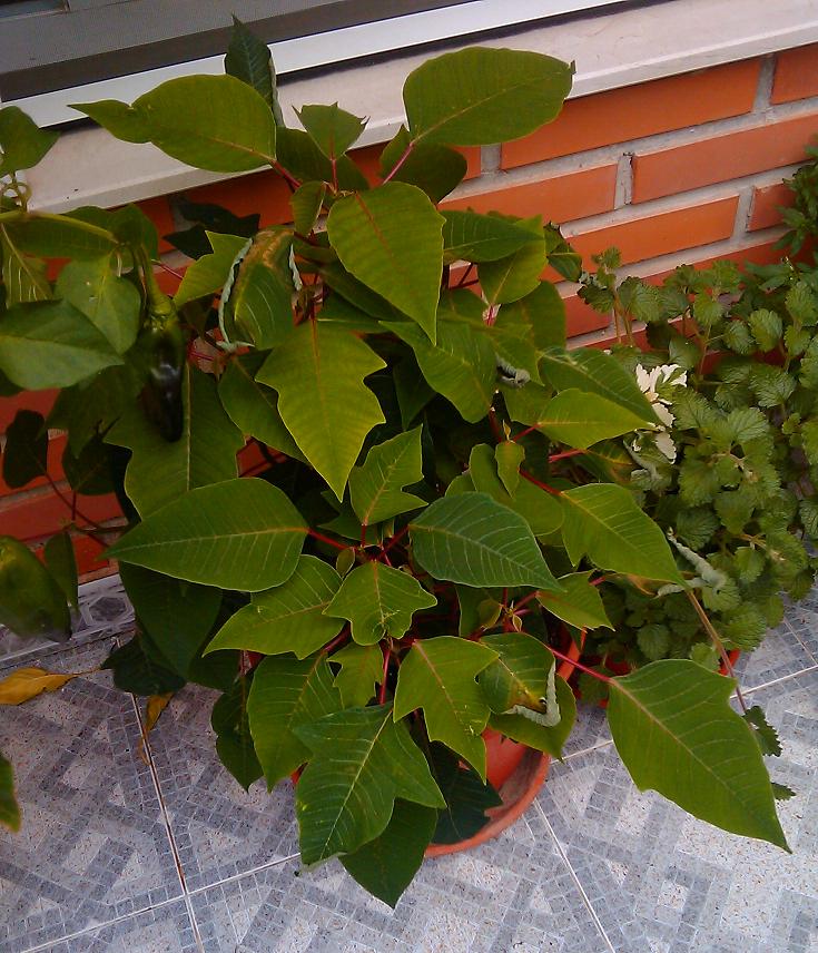 [Foto de planta, jardin, jardineria]