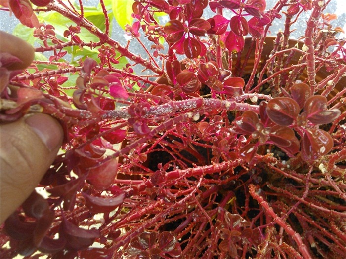 [Foto de planta, jardin, jardineria]