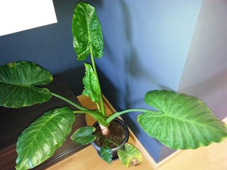 [Foto de planta, jardin, jardineria]