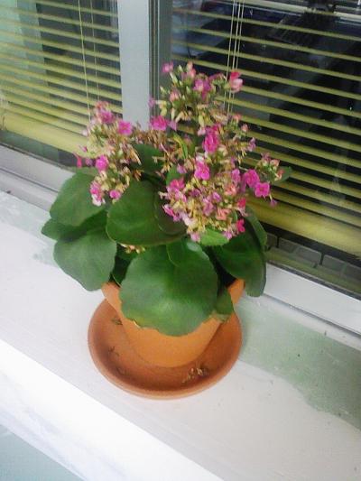 [Foto de planta, jardin, jardineria]