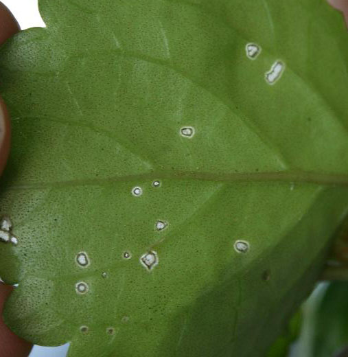 [Foto de planta, jardin, jardineria]