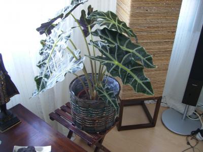 [Foto de planta, jardin, jardineria]