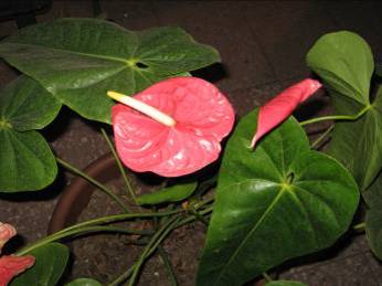 [Foto de planta, jardin, jardineria]