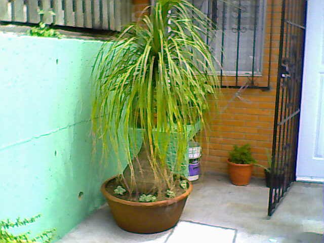 [Foto de planta, jardin, jardineria]