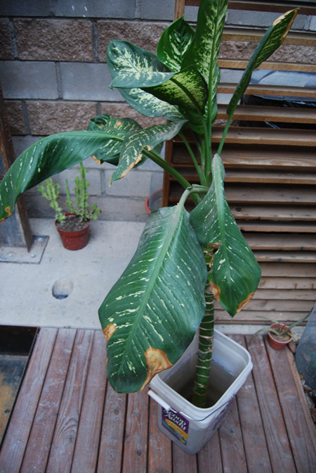 [Foto de planta, jardin, jardineria]