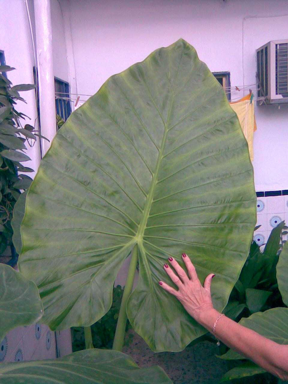[Foto de planta, jardin, jardineria]
