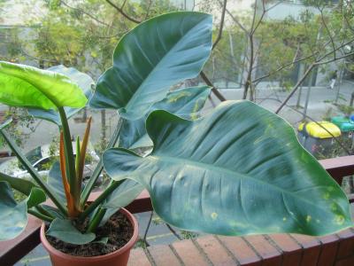 [Foto de planta, jardin, jardineria]