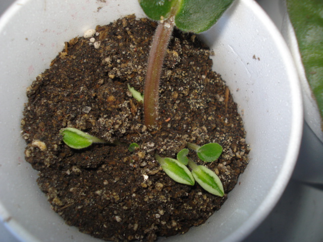 [Foto de planta, jardin, jardineria]