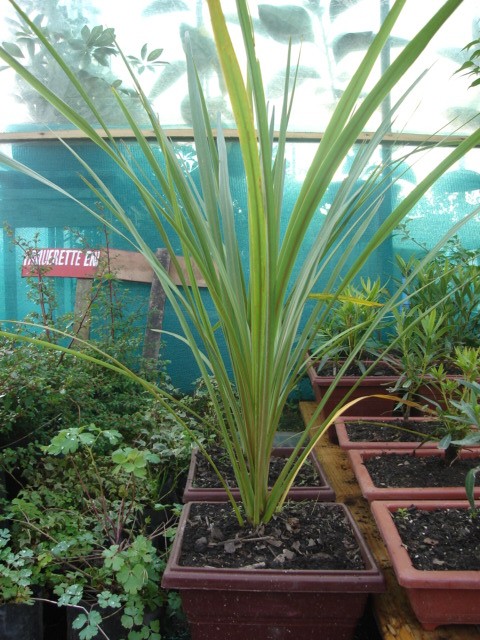 [Foto de planta, jardin, jardineria]
