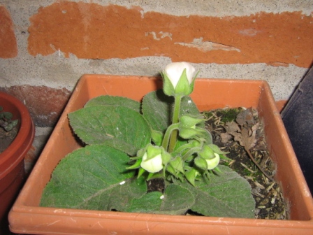 [Foto de planta, jardin, jardineria]