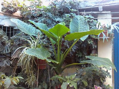 [Foto de planta, jardin, jardineria]
