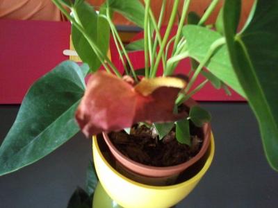 [Foto de planta, jardin, jardineria]