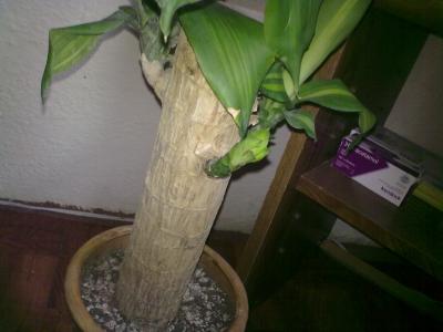 [Foto de planta, jardin, jardineria]