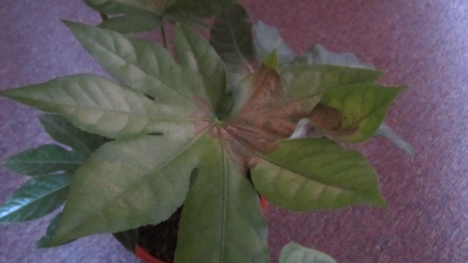 [Foto de planta, jardin, jardineria]