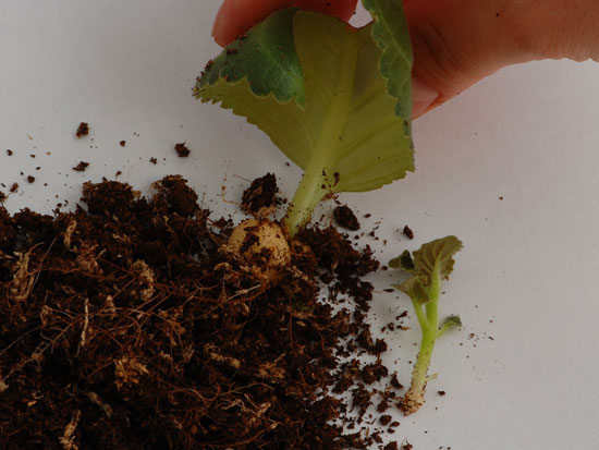 [Foto de planta, jardin, jardineria]