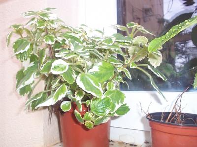 [Foto de planta, jardin, jardineria]
